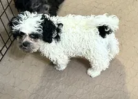 Pandy Andy, a male Shihpoo for sale in Gloucester, VA – 3 of 10