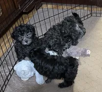 Bluey, a female Shihpoo for sale in Gloucester, VA – 3 of 9