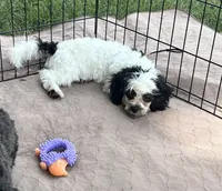 Oreo, a male Shihpoo for sale in Gloucester, VA – 2 of 5