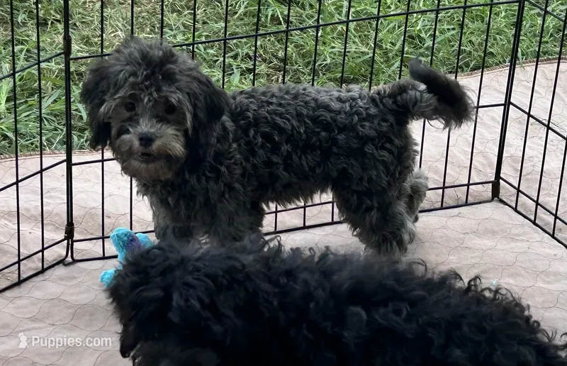 Macey – Shihpoo puppy for sale in Gloucester, VA