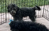 Macey, a female Shihpoo for sale in Gloucester, VA – 1 of 4