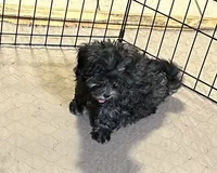 Bianca, a female Shihpoo for sale in Gloucester, VA – 2 of 7