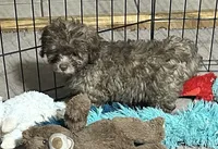 Mikey, a male Shihpoo for sale in Gloucester, VA – 5 of 6