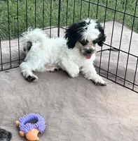 Oreo, a male Shihpoo for sale in Gloucester, VA – 3 of 5