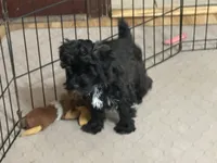 Daisy, a female Yorkipoo for sale in Gloucester, VA – 10 of 10