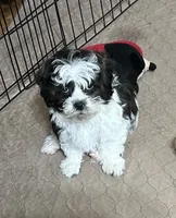 Davey, a male Shihpoo for sale in Gloucester, VA – 3 of 8