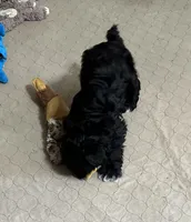Dallas, a male Shihpoo for sale in Gloucester, VA – 5 of 9