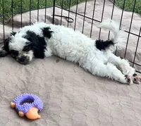 Oreo, a male Shihpoo for sale in Gloucester, VA – 5 of 5