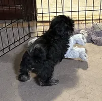 Baxter, a male Shihpoo for sale in Gloucester, VA – 7 of 7