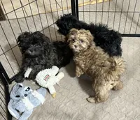 Rose, a female Shih Tzu and Poodle - Miniature  for sale in Gloucester, VA – 3 of 5