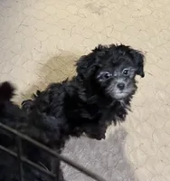 Bluey, a female Shihpoo for sale in Gloucester, VA – 7 of 9