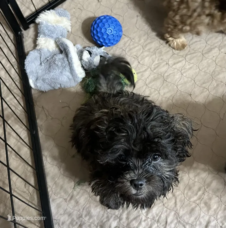 Rose, a female Shih Tzu and Poodle - Miniature  for sale in Gloucester, VA – 1 of 5
