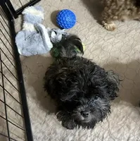 Rose, a female Shih Tzu and Poodle - Miniature  for sale in Gloucester, VA – 1 of 5