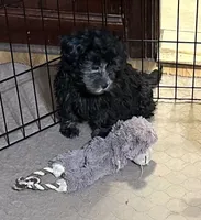 Bluey, a female Shihpoo for sale in Gloucester, VA – 2 of 9