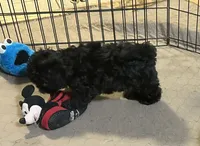 Ella, a female Shihpoo for sale in Gloucester, VA – 5 of 6