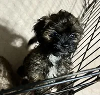 Martha, a female Shihpoo for sale in Gloucester, VA – 8 of 9
