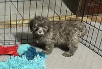 Mikey, a male Shihpoo for sale in Gloucester, VA – 2 of 6