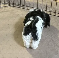Eva, a female Shihpoo for sale in Gloucester, VA – 7 of 9