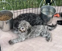 Crystal, a female Shihpoo for sale in Gloucester, VA – 4 of 4