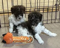 Meeko, a male Poodle - Miniature  for sale in Gloucester, VA – Photo 5 of 10