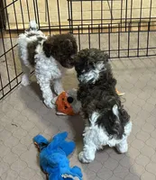 Meeko, a male Poodle - Miniature  for sale in Gloucester, VA – Photo 6 of 10