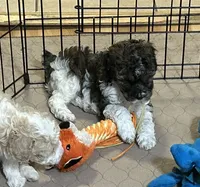 Meeko, a male Poodle - Miniature  for sale in Gloucester, VA – Photo 2 of 10