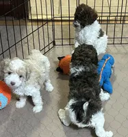 Meeko, a male Poodle - Miniature  for sale in Gloucester, VA – Photo 9 of 10