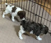 Meeko, a male Poodle - Miniature  for sale in Gloucester, VA – Photo 8 of 10