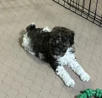 Meeko, a male Poodle - Miniature  for sale in Gloucester, VA – Photo 4 of 10