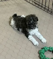 Meeko, a male Poodle - Miniature  for sale in Gloucester, VA – Photo 3 of 10