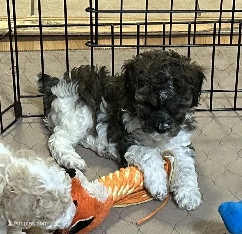 Meeko – Poodle - Miniature  puppy for sale in Gloucester, VA