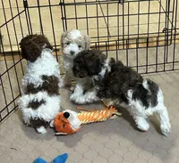 Meeko, a male Poodle - Miniature  for sale in Gloucester, VA – Photo 7 of 10