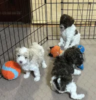 Meeko, a male Poodle - Miniature  for sale in Gloucester, VA – Photo 10 of 10