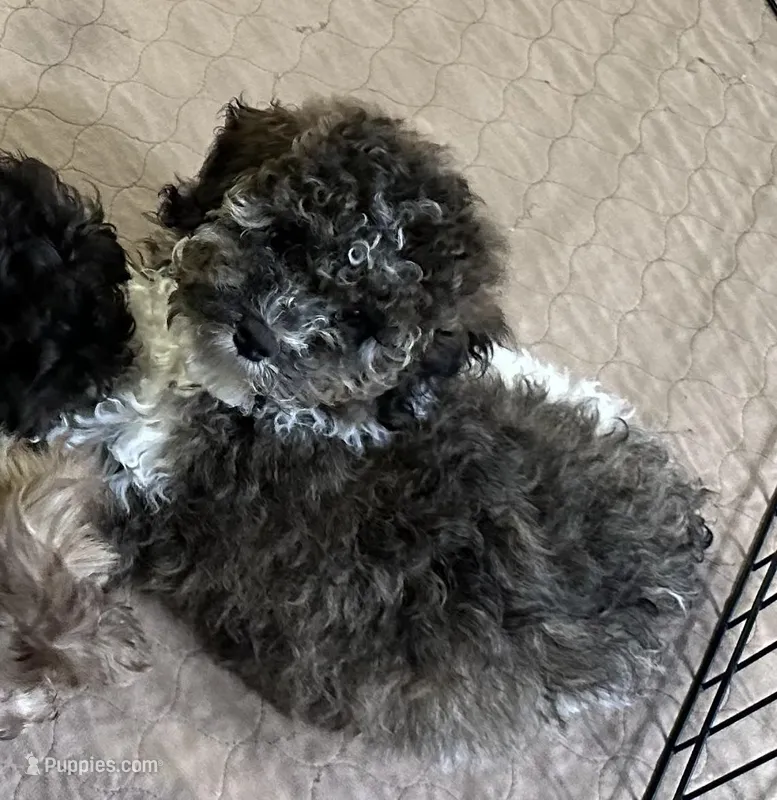 Meeko – Poodle - Miniature  puppy for sale in Gloucester, VA