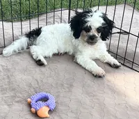 Oreo, a male Shihpoo for sale in Gloucester, VA – 1 of 5