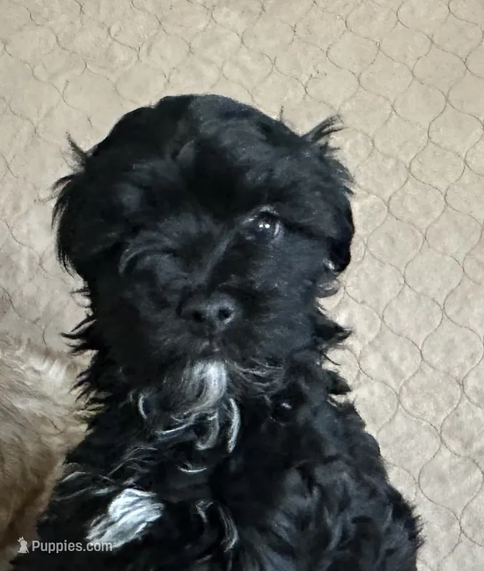 Dallas – Shihpoo puppy for sale in Gloucester, VA