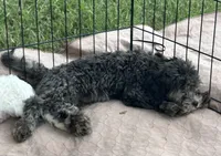 Macey, a female Shih Tzu and Poodle - Miniature  for sale in Gloucester, VA – 2 of 6