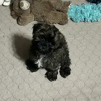 Martha, a female Shihpoo for sale in Gloucester, VA – 6 of 9