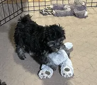 Baxter, a male Shihpoo for sale in Gloucester, VA – 6 of 7