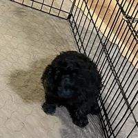 Bingo, a male Shihpoo for sale in Gloucester, VA – 3 of 6