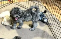 Sophie, a female Shihpoo and Poodle - Miniature  for sale in Gloucester, VA – 1 of 8