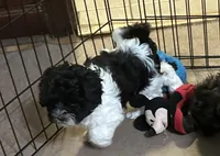 Eva, a female Shihpoo for sale in Gloucester, VA – 8 of 9