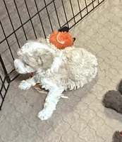 Morris, a male Poodle - Miniature  for sale in Gloucester, VA – Photo 8 of 8