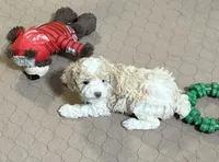 Morris, a male Poodle - Miniature  for sale in Gloucester, VA – Photo 7 of 8