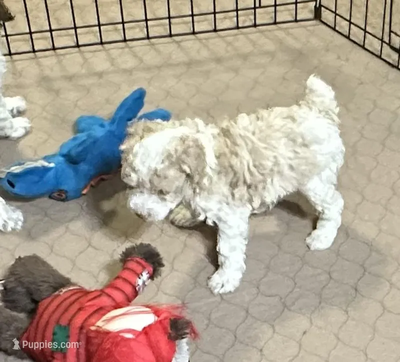 Morris – Poodle - Miniature  puppy for sale in Gloucester, VA