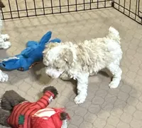 Morris, a male Poodle - Miniature  for sale in Gloucester, VA – Photo 1 of 8