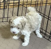 Morris, a male Poodle - Miniature  for sale in Gloucester, VA – Photo 2 of 8