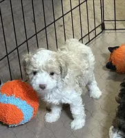 Morris, a male Poodle - Miniature  for sale in Gloucester, VA – Photo 3 of 8