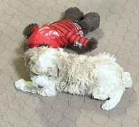 Morris, a male Poodle - Miniature  for sale in Gloucester, VA – Photo 6 of 8