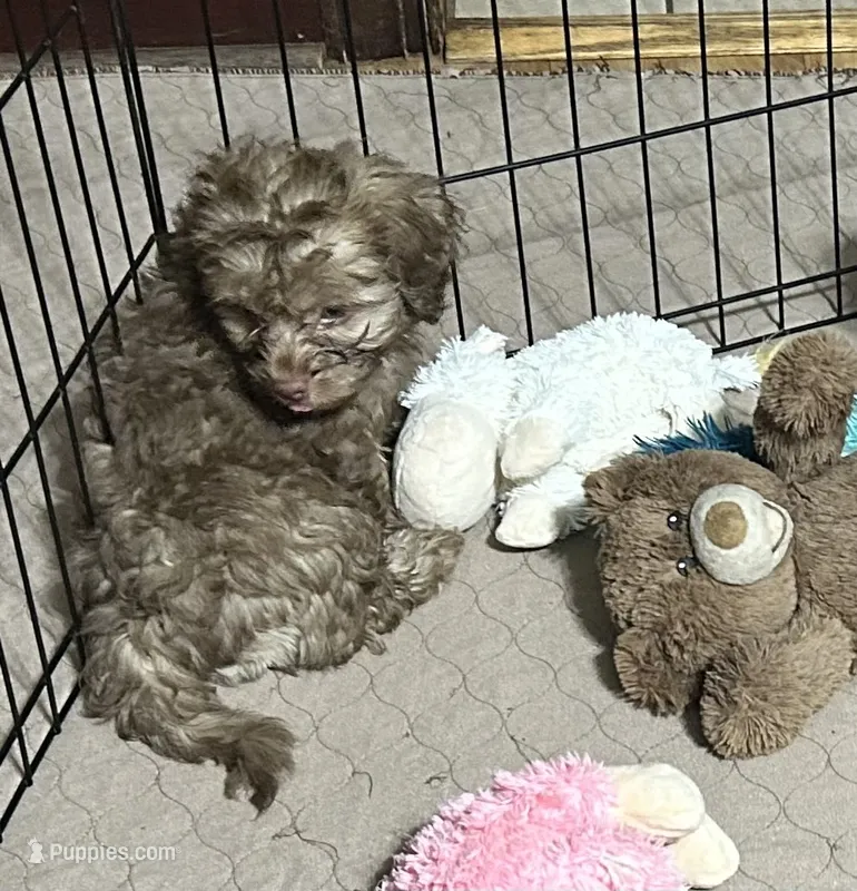 Max – Shihpoo puppy for sale in Gloucester, VA